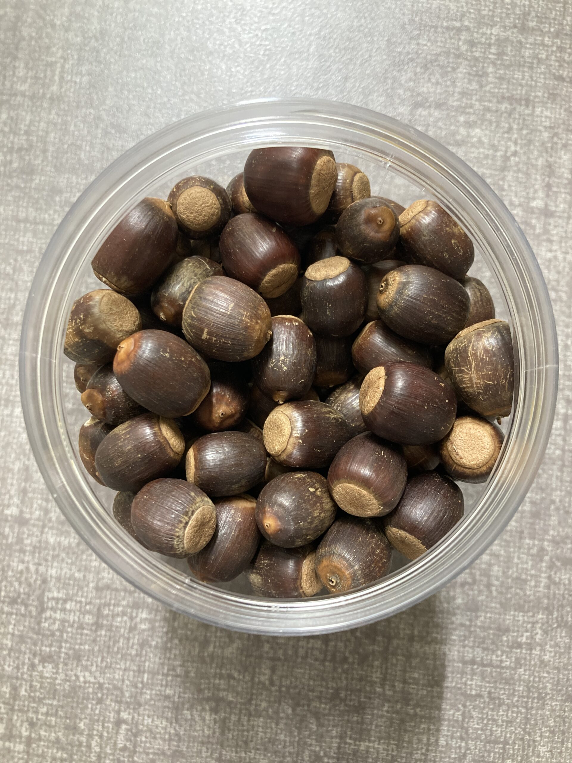 ほいくえん どんぐり拾い 11月 - 大阪のインターナショナルプリ